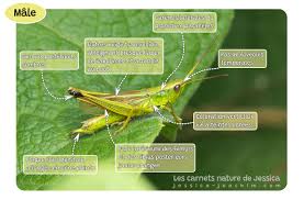 Attēlu rezultāti vaicājumam “Chrysochraon dispar”