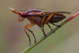 Attēlu rezultāti vaicājumam “Sciomyzidae”