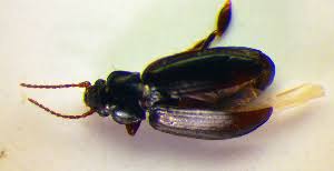 Attēlu rezultāti vaicājumam “Tachyta nana”