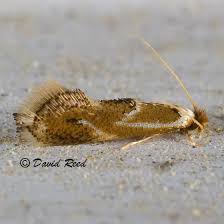 Attēlu rezultāti vaicājumam “Lyonetiidae”