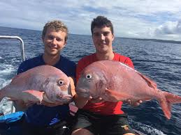 Image result for Polysteganus undulosus