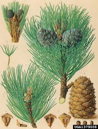 Image result for Pinus cembra