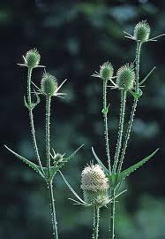 Image result for Dipsacus laciniatus