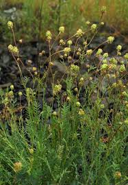 Attēlu rezultāti vaicājumam “Poterium sanguisorba flower”