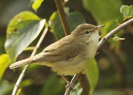 Image result for Hippolais caligata