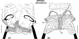 Attēlu rezultāti vaicājumam “Alloeotomus sp.”