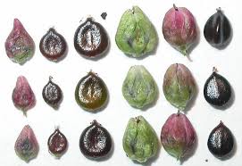 Attēlu rezultāti vaicājumam “Persicaria lapathifolia fruit”