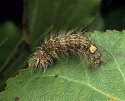 Attēlu rezultāti vaicājumam “Acronicta megacephala larva”