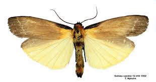 Attēlu rezultāti vaicājumam “Lithosia quadra male”