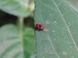 Attēlu rezultāti vaicājumam “Platypezidae”