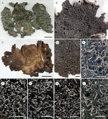 Attēlu rezultāti vaicājumam “Hypocenomyce friesii”