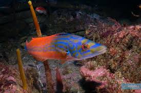 Image result for Labrus mixtus