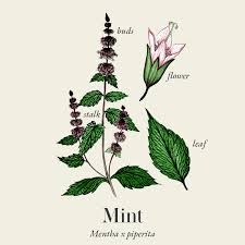 Attēlu rezultāti vaicājumam “Mentha x piperita”