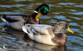 Attēlu rezultāti vaicājumam “Anas platyrhynchos male”