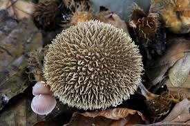 Attēlu rezultāti vaicājumam “Lycoperdon echinatum”