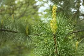 Attēlu rezultāti vaicājumam “Pinus sibirica”