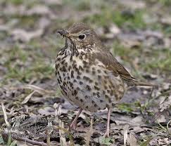 Attēlu rezultāti vaicājumam “Turdus philomelos juvenile”