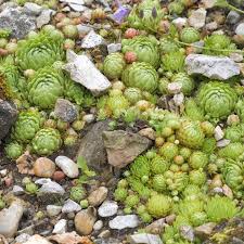 Image result for echtes Hauswurz