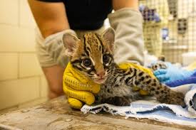 Image result for оцелот