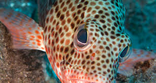 Image result for Epinephelus adscensionis