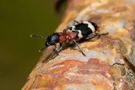 Attēlu rezultāti vaicājumam “Thanasimus formicarius”