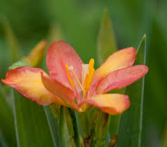 Image result for Pardancanda norrisii