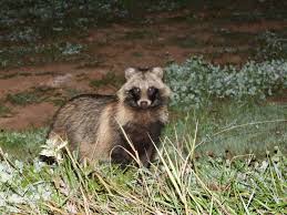 Attēlu rezultāti vaicājumam “Nyctereutes procyonoides”