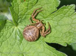 Attēlu rezultāti vaicājumam “Xysticus bifasciatus female”