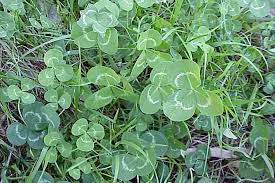 Attēlu rezultāti vaicājumam “Trifolium repens leaf”