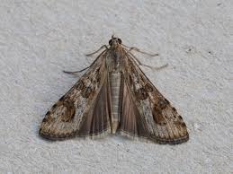 Attēlu rezultāti vaicājumam “Nomophila noctuella”