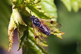 Attēlu rezultāti vaicājumam “Arge ustulata”