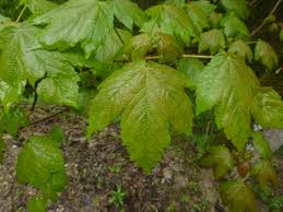 Attēlu rezultāti vaicājumam “Acer pseudoplatanus fo. purpurascens leaf”