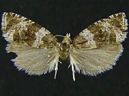 Attēlu rezultāti vaicājumam “Orthotaenia undulana”