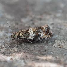 Attēlu rezultāti vaicājumam “Orthotaenia undulana”