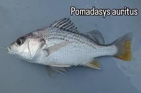 Image result for Pomadasys incisus