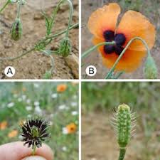 Attēlu rezultāti vaicājumam “Papaver argemone bud”