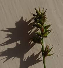 Attēlu rezultāti vaicājumam “Carex spicata”