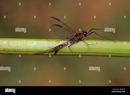 Attēlu rezultāti vaicājumam “Siphlonurus”