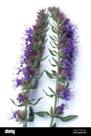 Image result for Ysop