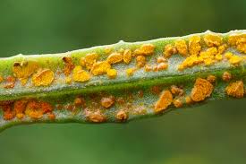 Attēlu rezultāti vaicājumam “Coleosporium sp.”