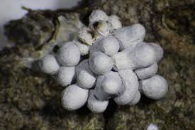 Attēlu rezultāti vaicājumam “Claustria didermoides”