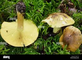 Attēlu rezultāti vaicājumam “Tricholoma flavovirens”