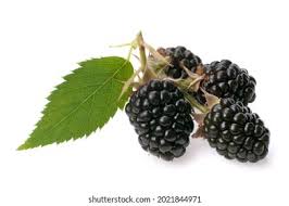 Image result for Rubus sectio