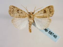 Attēlu rezultāti vaicājumam “Caradrina morpheus”