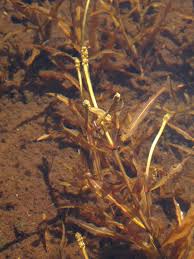 Attēlu rezultāti vaicājumam “Potamogeton gramineus”