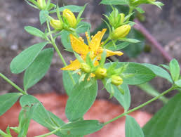 Attēlu rezultāti vaicājumam “Hypericum perforatum bud”