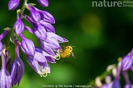 Attēlu rezultāti vaicājumam “Hosta sp. flower”