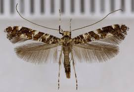 Attēlu rezultāti vaicājumam “Gracillaria syringella imago”