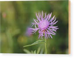 Attēlu rezultāti vaicājumam “Centaurea phrygia flower”