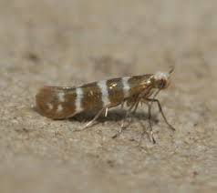 Attēlu rezultāti vaicājumam “Argyresthiidae”